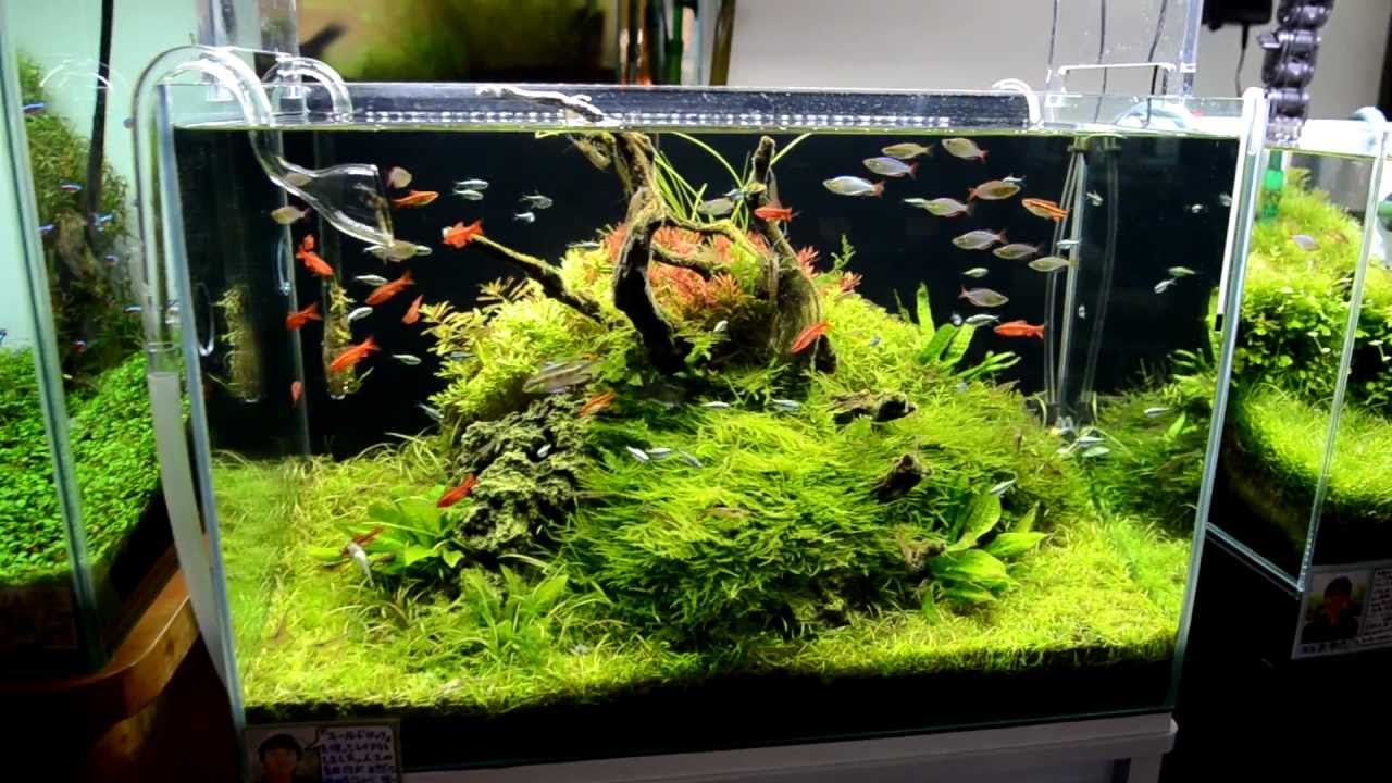 fish tank remain